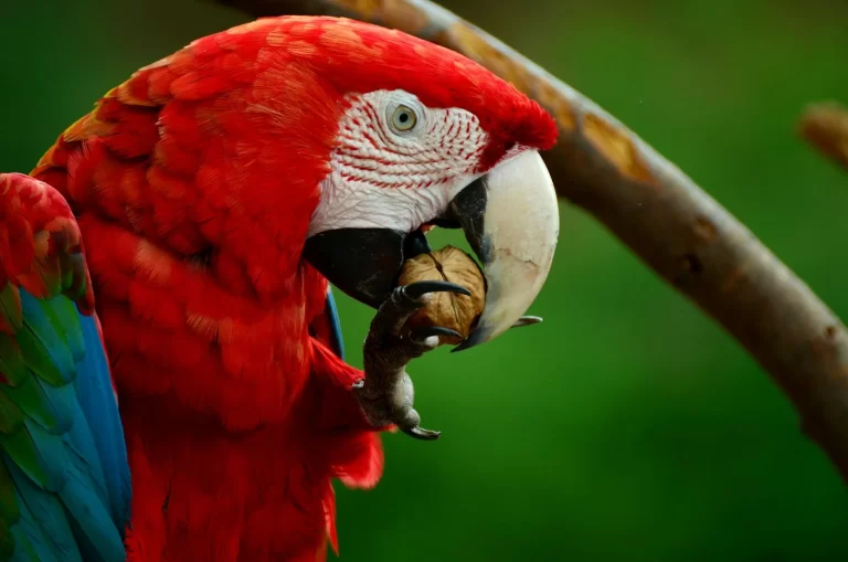 Fun Facts About Unique Traits of Scarlet Macaws