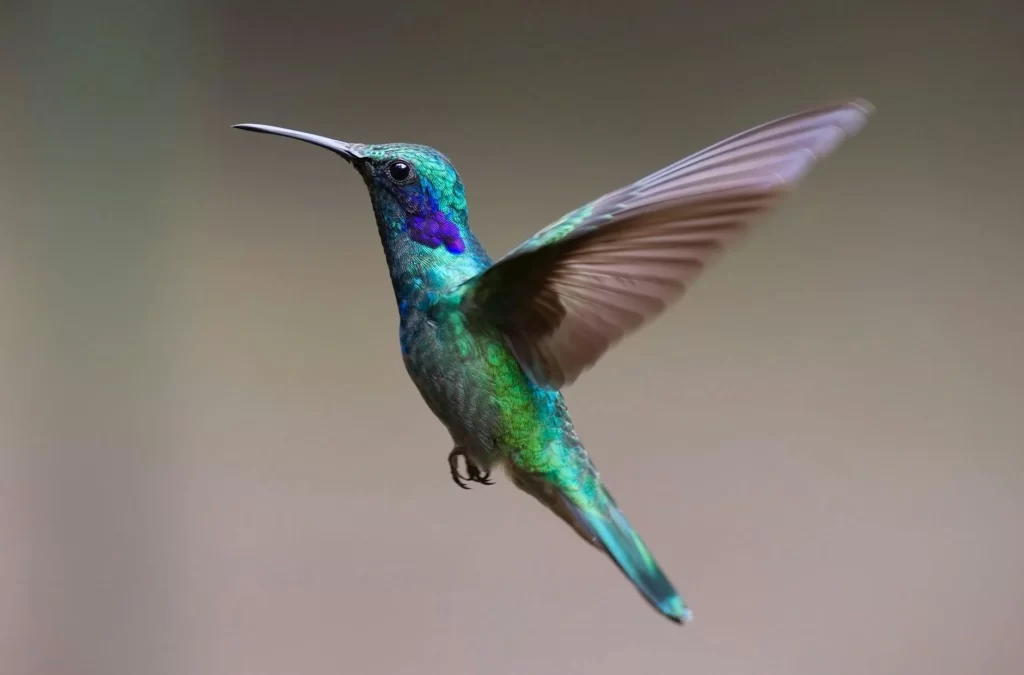 hummingbird-bird-birds-349758 (1)